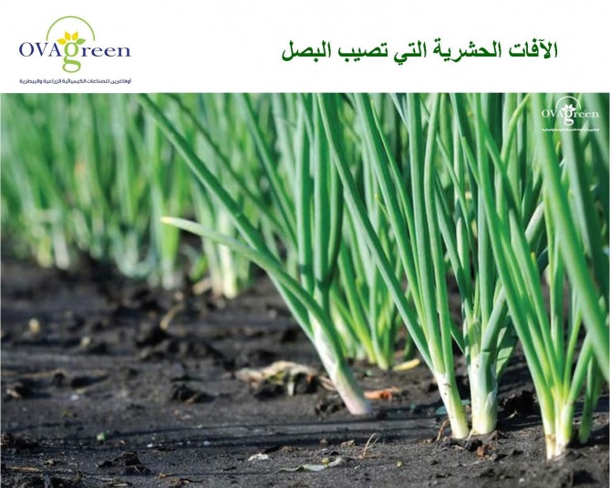 Insect pests of onions 